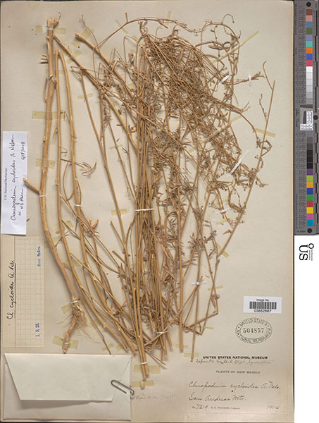 Herbarium sheet of US 504857